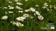 Nature Photography, Spring Photography, Paris Photography, Photo of the Day, Photography Awards – Springtime Daisies in Paris, by Louise Fahy Springtime Daisies in Paris, by Louise Fahy - Nature Photography, Spring Photography, Paris Photography, Photo of the Day, Photography Awards