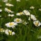 Springtime Daisies in Paris, by Louise Fahy - Nature Photography, Spring Photography, Paris Photography, Photo of the Day, Photography Awards