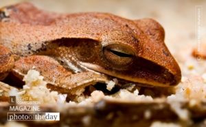 Sleepy Froggy, by Ahmad Jaa