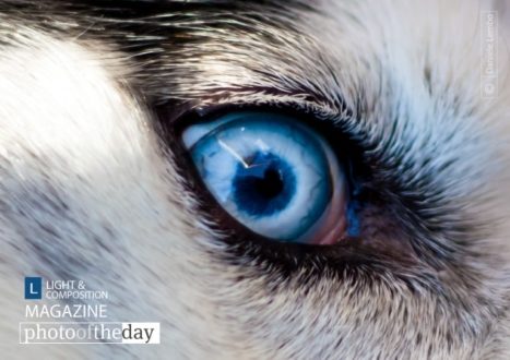 The Eye, by Daniele Lembo - Wildlife Photography, Photojournalism, Art Photography, Daniele Lembo, Photography Awards