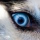 The Eye, by Daniele Lembo - Wildlife Photography, Photojournalism, Art Photography, Daniele Lembo, Photography Awards