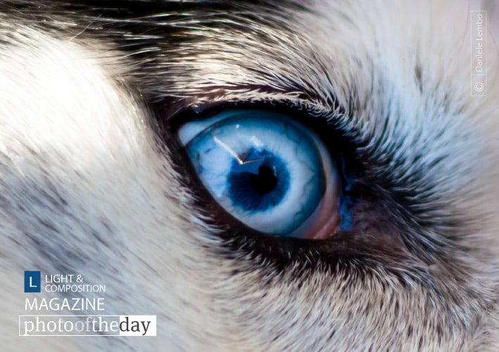 The Eye, by Daniele Lembo The Eye, by Daniele Lembo - Wildlife Photography, Photojournalism, Art Photography, Daniele Lembo, Photography Awards