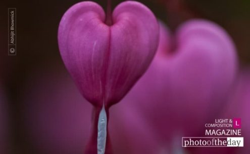 Hearts in Queue, by Abhijit Bhowmick - Close-up Photography, Photo of the Day, Photography Awards, Art Photography, Macro Photography