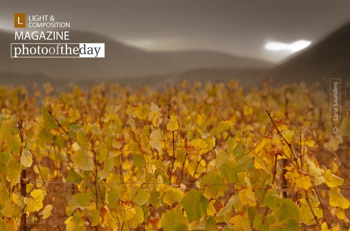 Storm Over Vinyard, by Laria Saunders Storm Over Vinyard, by Laria Saunders - Color Photography, Photography Awards, Photo of the Day, Laria Saunders, Art Photography