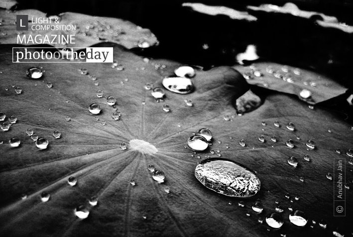 Lily Drops, by Anubhav Jain Lily Drops, by Anubhav Jain - Artistic Photography, Macro Photography, Photo of the Day, Photography Awards, Light & Composition