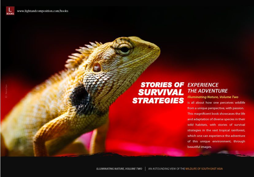 Stories of survival strategies Stories of survival strategies - Wildlife Photography, Nature Photography, Survival Strategies, Photo Book, Illuminating Nature