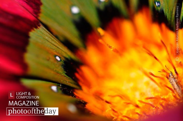 Deep into the Core, by JoaquÃn Alonso Arellano RamÃrez Deep into the Core, by JoaquÃn Alonso Arellano RamÃrez - Close-up Photography, Macro Photography, Photo of the Day, Photography Awards, Nature Photography