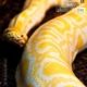 Albino Python, by Kurien Koshy Yohannan Albino Python, by Kurien Koshy Yohannan - Wildlife Photography, Albino Python, Photo of the Day, Photography Awards, Nature Photography