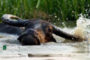 Wildlife Photography, Art Photography, Photo of the Day, Photojournalism, Photography Awards – Dancing in the Water, by Saniar Rahman Rahul Dancing in the Water, by Saniar Rahman Rahul - Wildlife Photography, Art Photography, Photo of the Day, Photojournalism, Photography Awards