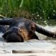 Dancing in the Water, by Saniar Rahman Rahul - Wildlife Photography, Art Photography, Photo of the Day, Photojournalism, Photography Awards