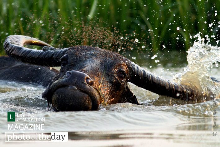 Dancing in the Water, by Saniar Rahman Rahul Dancing in the Water, by Saniar Rahman Rahul - Wildlife Photography, Art Photography, Photo of the Day, Photojournalism, Photography Awards