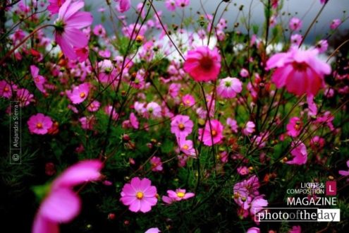 Purple Wind, by Alejandra Sierra - Photo of the Day, Color Photography, Art Photography, Photography Awards, Online Photography Courses
