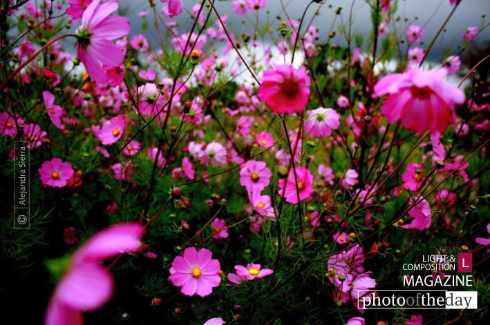 Beyond the Horizon Purple Wind, by Alejandra Sierra - Photo of the Day, Color Photography, Art Photography, Photography Awards, Online Photography Courses