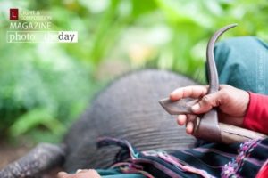 Beast Master, by Eyad Al Shami