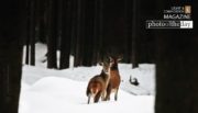 Wildlife Photography, Nature Photography, Red Deer, Photo of the Day, Photography Awards – Red Deer, by Karin Eibenberger Red Deer, by Karin Eibenberger - Wildlife Photography, Nature Photography, Red Deer, Photo of the Day, Photography Awards