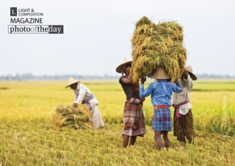 Paddy Field Story, by Shahnaz Parvin - Documentary Photography, Photojournalism, Art Photography, Photography Awards, Photo of the Day