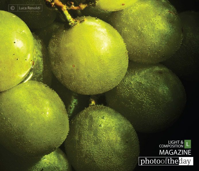 Grape, by Luca Renoldi Grape, by Luca Renoldi - Close-up Photography, Photo of the Day, Photography Awards, Art Photography, Luca Renoldi
