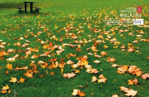 Strewn, by Kurien Koshy Yohannan - Nature Photography, Photography Awards, Photo of the Day, Art Photography, Online Photography Courses