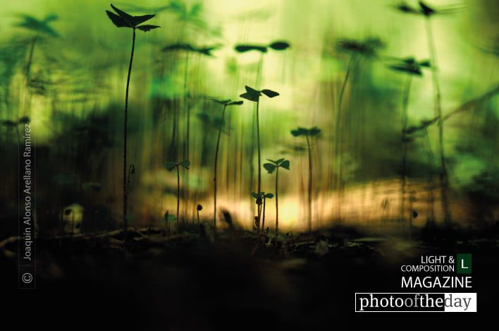 Jungle, by Joaquín Alonso Arellano Ramírez Jungle, by Joaquín Alonso Arellano Ramírez - Close-up Photography, Macro Photography, Photo of the Day, Photography Awards, Light & Composition University