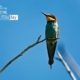 Bee Eater, by Karin Eibenberger Bee Eater, by Karin Eibenberger - Wildlife Photography, Nature Photography, Photo of the Day, Photography Awards, Bee Eater