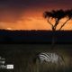 Sunset in Maasai Land, by Orhan Aksel Sunset in Maasai Land, by Orhan Aksel - Wildlife Photography, Photojournalism, Sunset Photography, Maasai Mara, Award Winning Photography