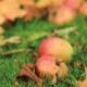 Apples in Autumn, by Anish Kharkar Apples in Autumn, by Anish Kharkar - Nature Photography, Photography Award, Photo of the Day, Autumn Photography, Landscape Photography