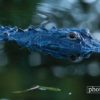 Wildlife Photography, Nature Photography, Photo of the Day, Photography Awards, Steve Hirsch – Florida Gator, by Steve Hirsch Florida Gator, by Steve Hirsch - Wildlife Photography, Nature Photography, Photo of the Day, Photography Awards, Steve Hirsch