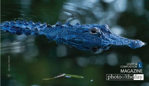 Florida Gator, by Steve Hirsch - Wildlife Photography, Nature Photography, Photo of the Day, Photography Awards, Steve Hirsch