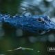 Florida Gator, by Steve Hirsch Florida Gator, by Steve Hirsch - Wildlife Photography, Nature Photography, Photo of the Day, Photography Awards, Steve Hirsch