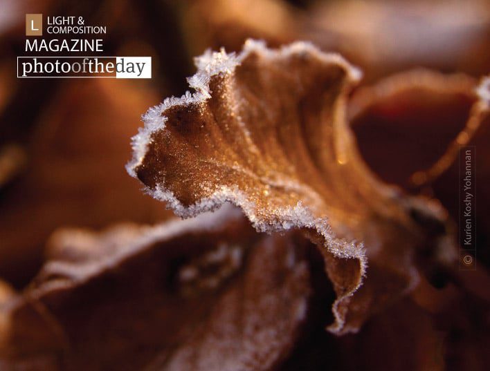 Frost, by Kurien Koshy Yohannan Frost, by Kurien Koshy Yohannan - Close-up Photography, Nature Photography, Photo of the Day, Award Winning Photography, Photography Awards