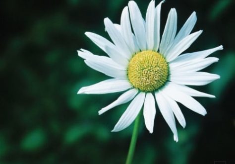 Daisy, by Ronnie Glover - Nature Photography, Photography Awards, Photo of the Day, Online Photography Courses, Art Photography