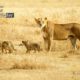 Lioness and Cubs, by Gabriele Ferrazzi Lioness and Cubs, by Gabriele Ferrazzi - Wildlife Photography, Photojournalism, Nature Photography, Gabriele Ferrazzi, Photo of the Day