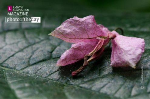 Parasol, by Thaddeus Miles - Close-up Photography, Photo of the Day, Award Winning Photography, Photography Awards, Art Photography