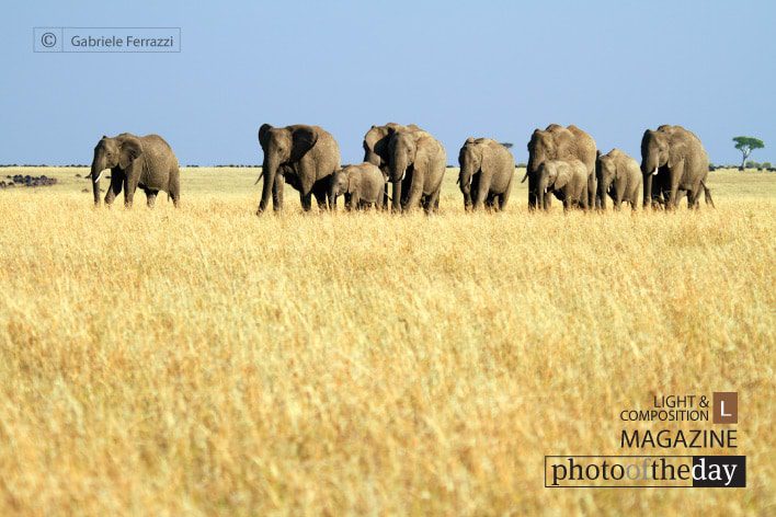 Mara Elephants Group, by Gabriele Ferrazzi Mara Elephants Group, by Gabriele Ferrazzi - Wildlife Photography, Photojournalism, Photography Awards, Photo of the Day, Gabriele Ferrazzi