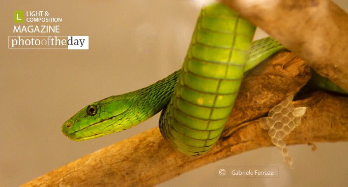 Mamba, by Gabriele Ferrazzi Mamba, by Gabriele Ferrazzi - Wildlife Photography, Photo of the Day, Gabriele Ferrazzi, Photography Awards, Travel Photography