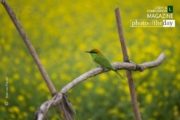 Cute Little Green Bee Eater, by Shahnaz Parvin - Wildlife Photography, Photojournalism, Photography Awards, Photo of the Day, Documentary Photography