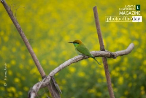Cute Little Green Bee Eater, by Shahnaz Parvin - Wildlife Photography, Photojournalism, Photography Awards, Photo of the Day, Documentary Photography