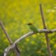 Cute Little Green Bee Eater, by Shahnaz Parvin - Wildlife Photography, Photojournalism, Photography Awards, Photo of the Day, Documentary Photography