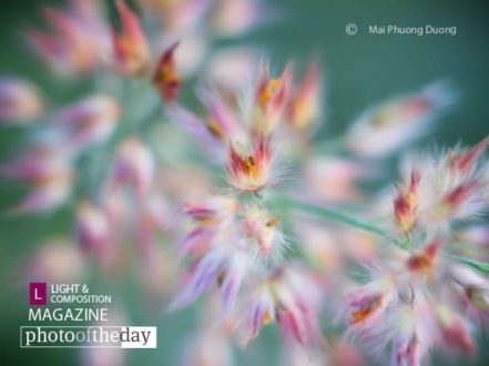 Fires, by Mai Phuong Duong - Close-up Photography, Award Winning Photography, Photo of the Day, Macro Photography, Photography Awards