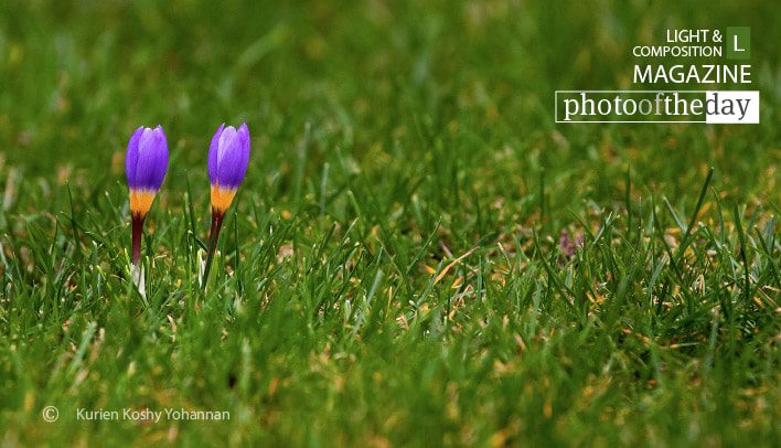 New Life, by Kurien Koshy Yohannan - Nature Photography, Spring Photography, Photo of the Day, Photography Awards,  Award Winning Photography