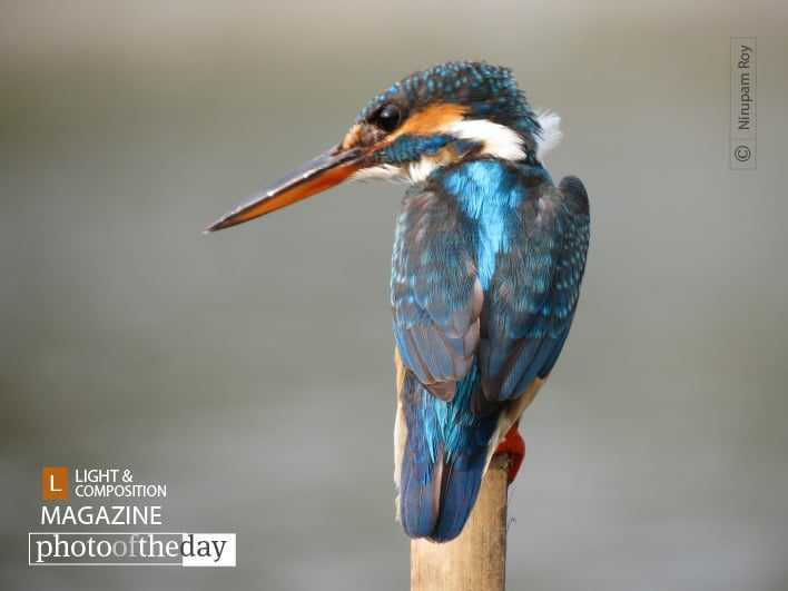 Intense Gazer, by Nirupam Roy - Wildlife Photography, Nature Photography, Photo of the Day, Photography Award, Light & Composition