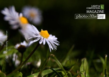Photographing Daisy, by Kurien Koshy Yohannan - Nature Photography, Flower Photography, Macro Photography, Photo of the Day, Photography Tips