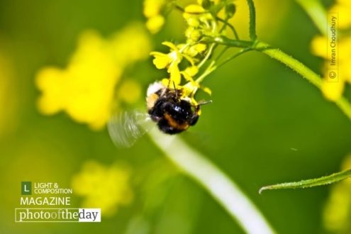Busy Bee, by Imran Choudhury - Close-up Photography, Photography Awards, Nature Photography, Photo of the Day, Light & Composition University