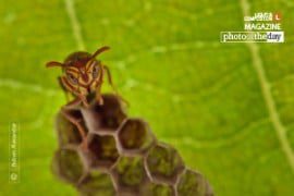 The Sentry, By Ruben Alexander - Macro Photography, Nature Photography, Photo of the Day, Photography Awards, Close-up Photography