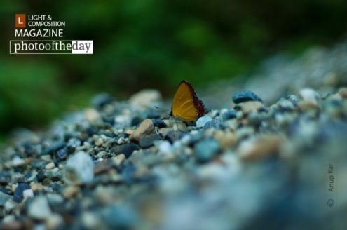 Purple Sapphire, by Anup Kar - Nature Photography, Butterfly Photography, Photo of the Day, Color Photography, Wildlife Photography
