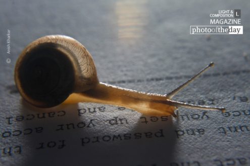 The Slow Reader, by Anish Kharkar - Conceptual Photography, Photo of the Day, Photography Award, Anish Kharkar, Award Winning Photography