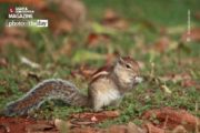 Wildlife Photography, Photo of the Day, Photography Awards, Nature Photography, Online Photography Courses – Snacks at Lalbagh, By Ruben Alexander Snacks at Lalbagh, By Ruben Alexander - Wildlife Photography, Photo of the Day, Photography Awards, Nature Photography, Online Photography Courses
