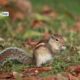 Snacks at Lalbagh, By Ruben Alexander - Wildlife Photography, Photo of the Day, Photography Awards, Nature Photography, Online Photography Courses