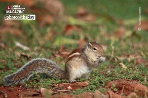 Snacks at Lalbagh, By Ruben Alexander Snacks at Lalbagh, By Ruben Alexander - Wildlife Photography, Photo of the Day, Photography Awards, Nature Photography, Online Photography Courses