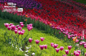 Tulips in the Sunrise, by Sergiy Kadulin - Award-winning photography, sunrise photography, color photography, landscape photography, photo of the day